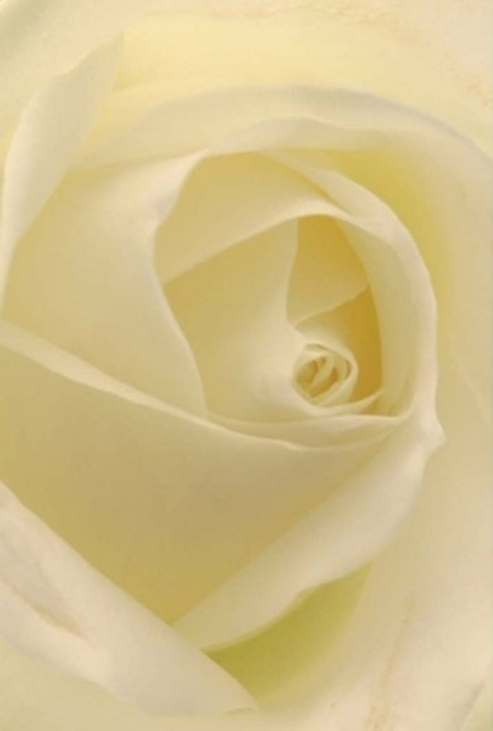 A contemplative study of a white rose from Flowers Coulsdon reveals the nuanced interplay of softness and structure present in each petal-creamy waves layered toward a perfectly spiraled core. The bloom is bathed in gentle, even light that enhances the blending of cream and ivory, suggesting that the flower is quietly illuminated from within, as if capturing the spirit of the countryside bordering Coulsdon Common. The petals' texture conjures images of pure silk, with outer layers appearing gracefully delicate, almost translucently so, yet arranged with unwavering precision. This bouquet serves as a perfect offering for heartfelt milestones, from wedding celebrations in Woodmansterne to sincere apologies or elegant dinner centrepieces in homes nearby. The unwavering structure of the flower's heart reflects purity and quiet resilience, while the tender gradations of colour and shadow highlight the attentive expertise behind every fresh arrangement. The fragrance is imagined as clean and softly sweet, evoking the gentle essence of Coulsdon-a classic gift for conveying understated emotions in life's most memorable moments.